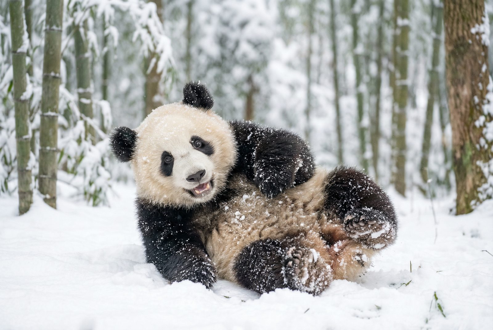 免费看片熊猫雪地嬉戏视频