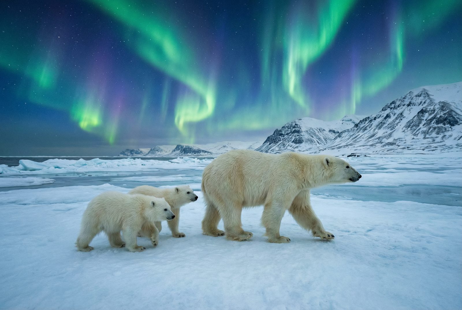 免费看片北极熊极光视频